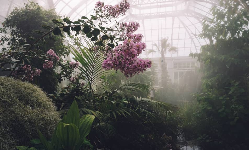 Plantes Qui Éliminent les Composés Organiques Volatils (COV)