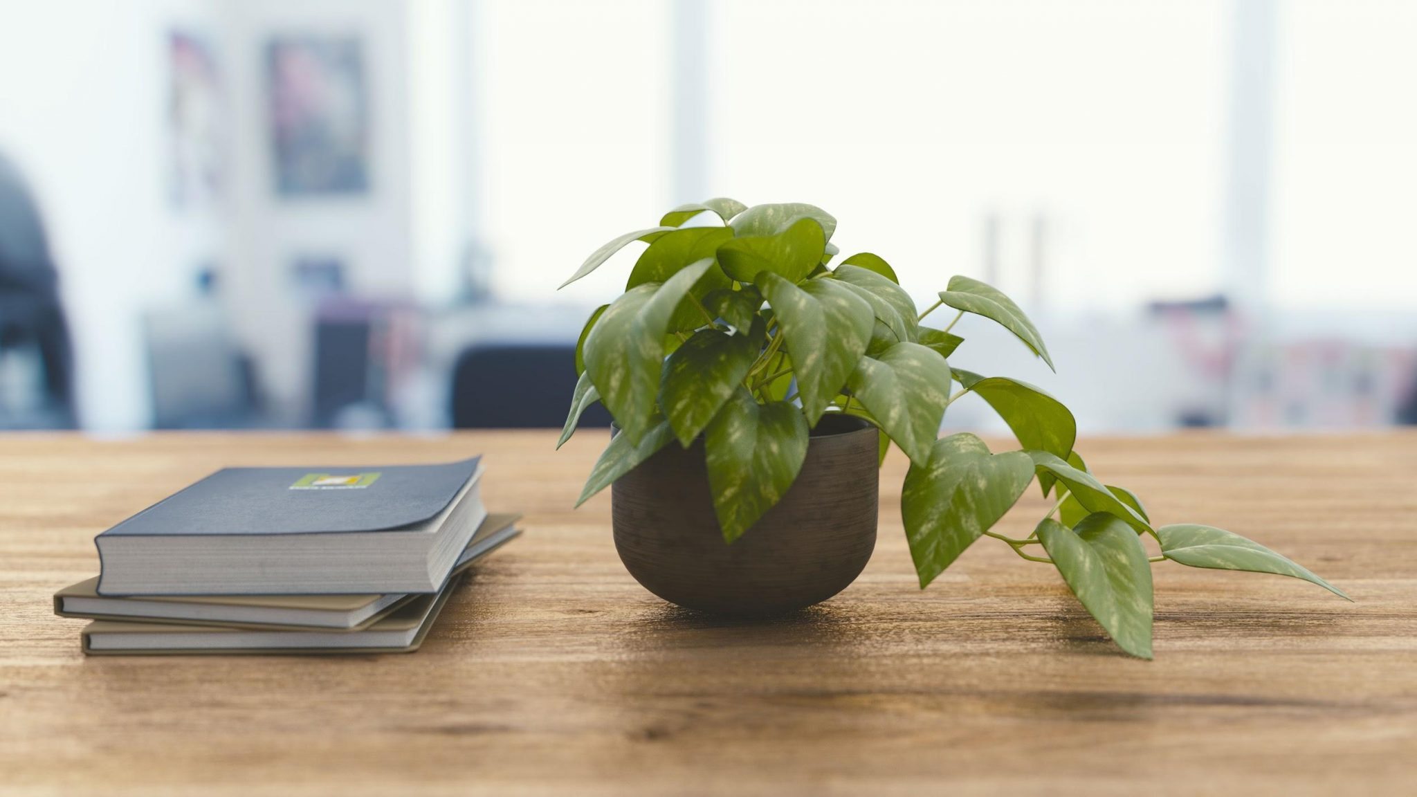 plant on desk - office productivity